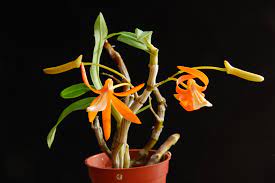 Grow And Care Dendrobium Orchid Travaldo S Blog