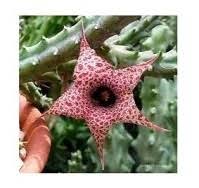 Image result for Huernia hislopii