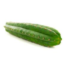 The san pedro cactus has been used in traditional andean culture for millennia but has recently gained popularity among travellers for its. San Pedro Echinopsis Pachanoi Zamnesia