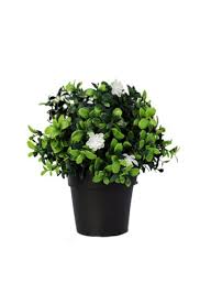 We did not find results for: Indoor Flowering Plants Nz 10000 Products Themarket Nz