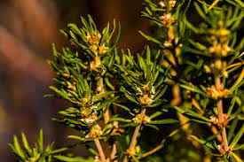 Image result for Hesperantha longicollis