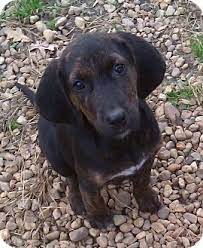 Puppyfinder.com is secure, simple and efficient way to find a puppy, sell a puppy or addopt dogs via internet. Richmond Va Plott Hound Mix Meet Dixie A Puppy For Adoption Burke Mcconnell Pleasee 3 Plott Hound Mix Plott Hound Puppy Adoption
