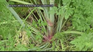 How to get rid of poison hemlock. Poison Hemlock Thriving In Idaho Communities Posing Threat To Humans And Animals