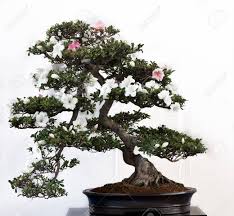 Check spelling or type a new query. Satsuki Azalea As Bonsai Tree In A Pot Stock Photo Picture And Royalty Free Image Image 9609668