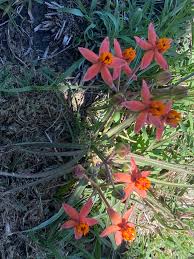 Image result for Stathmostelma fornicatum