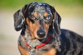 The dachshund comes in three coat varieties and two sizes. 40 Gorgeous German Dog Breeds All Dogs From Germany