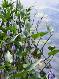 Image result for Pontederiaceae