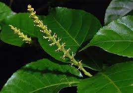 Image result for Excoecaria bussei