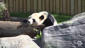 We produced this for them on an extremely tight budget. Toronto Zoo Could Soon Welcome 2 New Pandas Chch