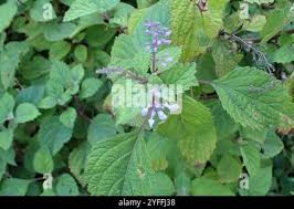 Image result for Plectranthus fruticosus