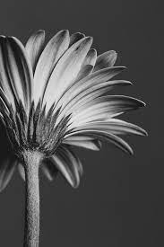Improve Your Floral Photography With Creative Composition And Depth Of Field Floral Photography Black And White Landscape Black And White Picture Wall