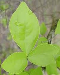 Image result for images of bilva leaf