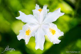 Find help & information on iris tectorum japanese roof iris from the rhs. Japanese Roof Iris Floating Petals Wednesday S Flower