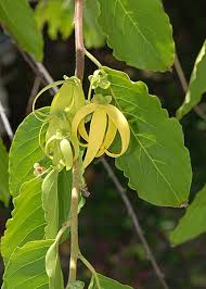 Image result for Dielsiothamnus divaricatus