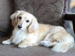 Crown Dachshunds Blonde Long Hair Dachshund Blue Eyes Hull East Riding It S The Most Won In 2020 Dachshund Pictures Long Haired Dachshund Dachshund Puppy Long Haired