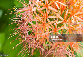 Image result for Scadoxus cinnabarinus
