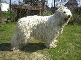 Komondors A Traditional Hungarian Guard Dog Kopek