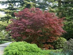 Wichtig für einen guten wuchs und einen gesunden baum sind der entsprechende. Facherahorn Bloodgood