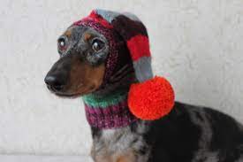 Dachshund Hat Dachshund Hat Dog Hat Dog Gifts