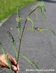 Image result for Sesbania sesban