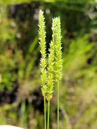 Image result for Sacciolepis rigens