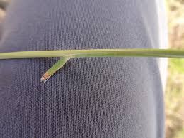 Image result for Elionurus tripsacoides