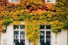Wilder Wein Im Garten Pflanzen Schneiden Vermehren Und Entfernen