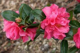 Camellia Senorita Plant Gifts Wildflower Garden Plant Finder