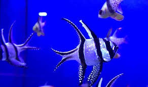 Although the yellow hawaiian tang will eat meaty foods along with the other fish in the aquarium, it is important the yellow hawaiian tang is offered plenty of marine based seaweed and algae. Aquariums Unlimited Llc Saltwater Livestock Virginia Beach