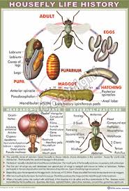 victory graphik z 19 housefly life history and mouth parts