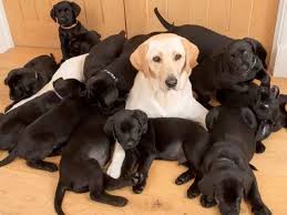 He's a large and sturdy dog breed, with a friendly and calm disposition, and he's well suited to conformation, obedience, tracking, herding, and carting competitions. Golden Labrador Litter Of 13 Black Puppies Sab Papa Pe Gaye Hain Golden Labrador Gives Birth To Litter Of 13 Black Coated Puppies Trending Viral News
