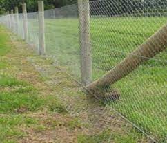 A fence 2 to 3 feet high with wire mesh to the ground will keep out rabbits. Rabbit Proof Garden Fencing Lovetoknow