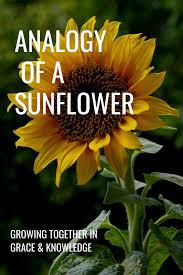 Check spelling or type a new query. Analogy Of A Sunflower