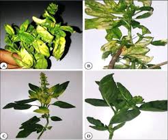 Image result for Alfalfa mosaic virus
