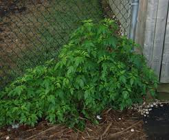 Image result for Bidens burundiensis