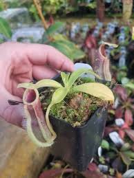 Image result for Nesaea spathulata