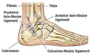 Foot Bones Diagram Lateral View Tubuh Manusia Medis Biologi