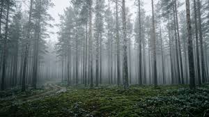 A maior floresta artificial do mundo nasceu no deserto e conseguiu impedir o avanço das tempestades de areia