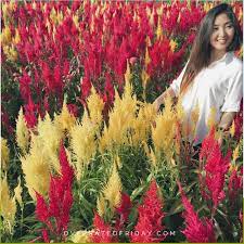 Overrated Friday On My Radar Celosia Flower Farm Celosia Flower Flower Farm Planting Flowers