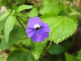 Image result for Browallia americana