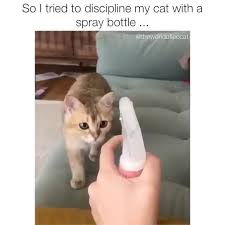 At memesmonkey.com find thousands of memes categorized into thousands of categories. So I Tried To Discipline My Cat With A Spray Bottle Ifunny