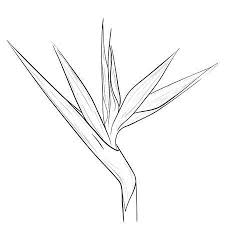 Drawing Bird Of Paradise Flower Outline Bird Of Paradise Plant Outline Vector Contour Drawing Royalty Bird Of Paradise Tattoo Birds Of Paradise Birds Of Paradise Plant