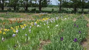 Every day is a good day to send flowers. Bye Bye Blues Picture Of The Iris Farm Traverse City Tripadvisor