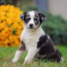 The first german shepherd movie star was actually strongheart, also a canine world war i veteran. Australian Shepherd Mix Puppies For Sale Greenfield Puppies