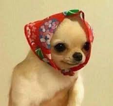 Icon In 2020 Cute Animal Memes Cute Funny Animals Cute Little Animals