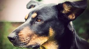 The doberman shepherd looks like a perfect combination between both of its parents with its brown and black coat. Doberman Pinscher Mixes 20 Different Doberman Hybrids