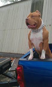 Pin On Dogs Cutest