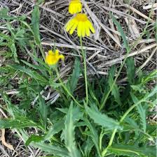 Image result for Senecio madagascariensis