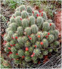 I hope i have answered your question. Pushing The Limits With Cacti And Succulents In Cold Climates 26