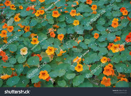 Image result for Tropaeolaceae